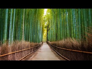 Arashiyama bamboo Forest || Kyoto, Japan || Clean Japan