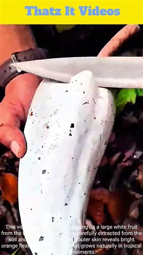 Wild Fruit Foraging : Forest Floor Discovery