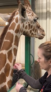 Preparing for a giraffe calf takes teamwork!🦒Before our newest calf was born, our hoofstock and veterinary teams took important steps to ensure the best care possible for Zoe and her calf during her pregnancy—including ultrasounds and plasma draws. Plasma can provide vital support to newborn calves if they don’t get enough antibody proteins from their mother in the first 72 hours after their birth. Both Zoe and one of our other females, Pili, donated plasma to help prepare for the calf’s arriva