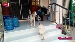 6M views · 57K reactions | https://instagram.com/flklore_devera_badinan #animal #animals | فلکلورێ دەڤەرا بادینان | Facebook