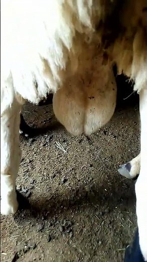 #castration of sheep's 👹,(amazing process 🤬)