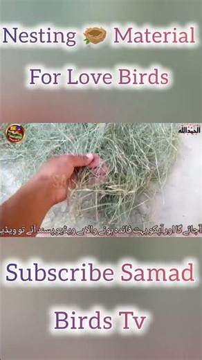 Lovebird Nesting Material & Box | Best Setup for Breeding Success #shortvideo