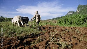 Old man farming crop field in a traditional way with animals, bull and oxen