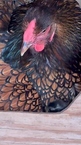 Our sweet Indian Runner ducklings have begun hatching and their surrogate mum is delighted it’s her time to shine. She’s doing a terrific job keeping them safe and warm. 🧡 | The Hillview Hatch