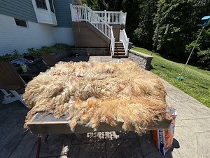How To Scour and Comb Dual Coated Icelandic Fleece