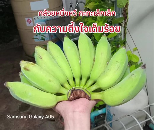 #CapCut เริ่มจากความตั้งใจวันนี้ขอทำกล้วยฉาบรสหวานค่ะ#กล้วยฉาบ #หัดทําขนม #มือใหม่หัดทําขนม #กล้วยแผ่น #แม่บ้านขายของออนไลน์ #เริ่มต้นขายของ