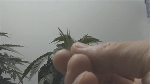 How To Top Marijuana Plants - Topping Marijuana Plants 101