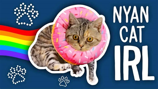 My cat became the real-life Nyan Cat