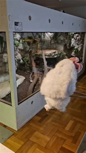 @fabian.zeitz on Instagram: "#enclosure #terraristik #tigerpython #burmesepython #reptilekeeper #amazing #terrariumbau #reptilesoftiktok #tiktok #tiktokgermany #python #snake #tooltime #work #exoticpets #wow #terrarium #viral #viraltiktok #foryou #4u #schlange #kiss #love #foryoupage #passion #exotic #fy #fypシ #fypageシ゚"