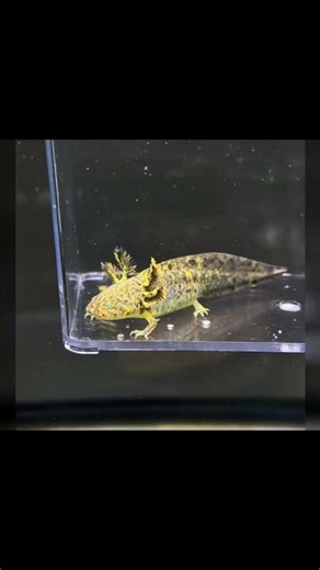 1.2.1.Axolotl: "Wild Type Axolotl"