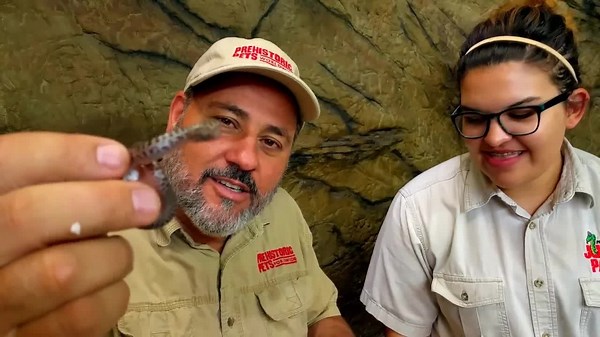 newborn children's pythons at the reptile zoo
