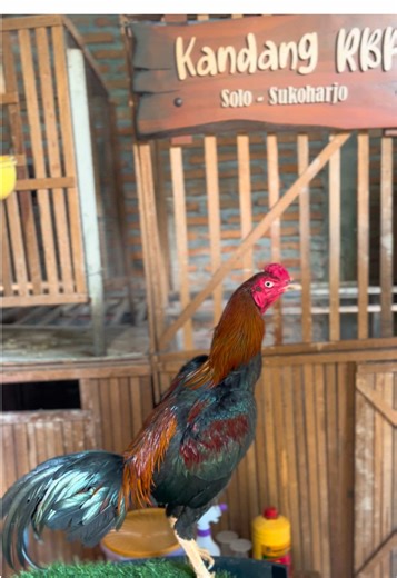 Tulangan Super: Kandang RBP dan Peternak Muda