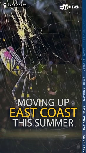 747K views · 1.3K reactions | Giant venomous spiders with 4-inch-long legs and capable of flying --yes, flying-- are poised to invade the East Coast this summer. The #jorospider is colorful but potential dangers are lurking beneath the beauty. #arachnids #jorospiderinvasion MORE: https://bit.ly/3XavhEP | 7News DC | Facebook