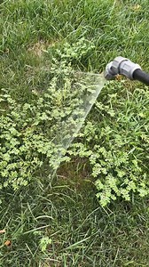 How to Get Rid of Spurge with Momentum Herbicide Spurge is a lawn-killer but our pros show how Momentum herbicide wipes it out fast. Safe, effective, and designed to keep your lawn healthy. DM us if you need help treating spurge on your property. Share this video to help your neighbors fight weeds! #Spurge #WeedControl #LawnWeeds #LawnCareTips #PestControl #LawnCare #Herbicide | Blue Duck Lawn Care