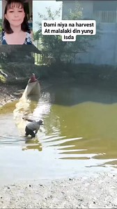 13K views · 313 reactions | Harvesting alot of fish | Mijoreen Velandria | Facebook