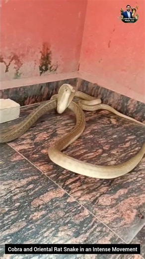 Cobra and Oriental Rat Snake in an Intense Movement #snake #cobra #wildlifeentertainment #wildlife