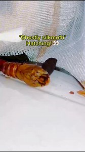 Look who hatched!! 👀 my daughter sent me a video last night, the pupae are in her room since my room was getting decorated. She heard a noise thankfully started recording straight away and was able to catch this beautiful footage 🎉 Ceranchia apollina moth | Jumping spider & Moth life