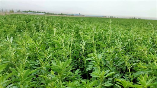 “拥有超能力”的天然牧草——紫花苜蓿