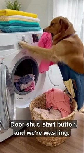 🐶🐶Dog doing laundry!
