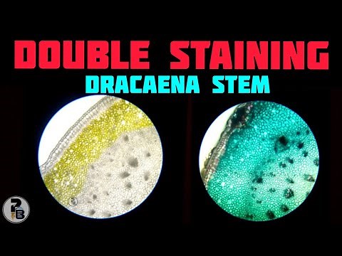 Double staining method of Dracaena sp.stem| Plant Stem anatomy ‪@paperpenbiology‬