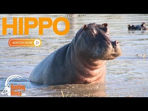 🦛Intense🦛 | Hunting Africa | Hippo | Limpopo | 2021