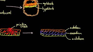 Early embryogenesis - Cleavage, blastulation, gastrulation, and neurulation