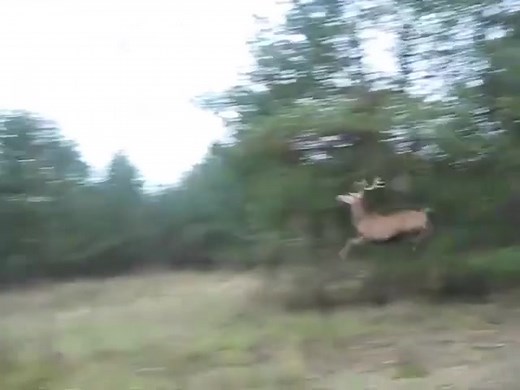 Jump very beautiful 🥰🥰 ❤️ #moose #mooseontheloose #moosehead #moosemafia #moosenation #mooselover #whitemoose #moosehunter # #bullmoose #onlyinwyoming #thatswy #grandtetonnationalpark #grandtetons #national_park_photography #nationalparkphotography #nationalparkgeek | Rose Caroline