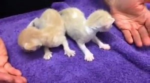 Hi Friends, It's me, Kimee. 🙂 Check out these orphan baby kitties! BK Flynn and BK Aidan are two weeks old now and getting stronger! 😀 ❤ BK Flynn has the white collar and white spot on his back. The other kitty is BK Aidan! STAY STRONG. LIVE LIFE. LOVE MUCH. Love you all, ❤ Kimee ❤ #LuLuStrong #RememberingLuLu #LuLusAntiMonsterArmy #CanineEpilepsyAwareness #EpilepsyAwareness #WeGotYourBack #StrengthInNumbers #MonsterAwareness #MonstersBetterWatchOut #NoMercyForMonsters | Lulu's Family