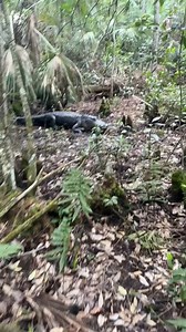 Man Approaches Too Closely, Alligator Reacts! While this behavior is unusual, an alligator might give chase if it feels threatened or cornered, especially if the person gets too close to its territory, nest, or young. Alligators may react this way if they have been fed by humans before, associating people with food and becoming more aggressive. Sometimes, during mating season, male alligators become more territorial, making them more likely to exhibit defensive behaviors like chasing intruders a
