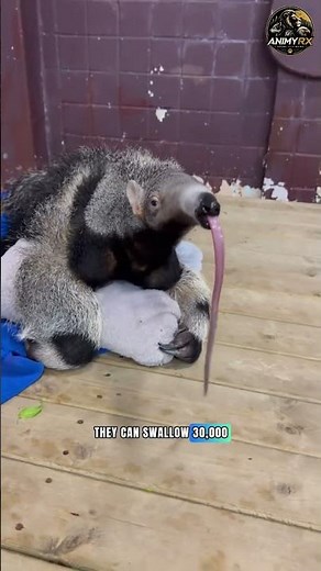 Unique Facts Giant Anteater: The Ultimate Ant Hunter with Deadly Claws! #uniquefacts #animals