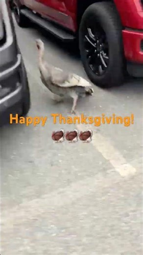 Chasing Turkeys At a Car Dealer! @chapmanautostores #ford #fordtrucks #fordf150