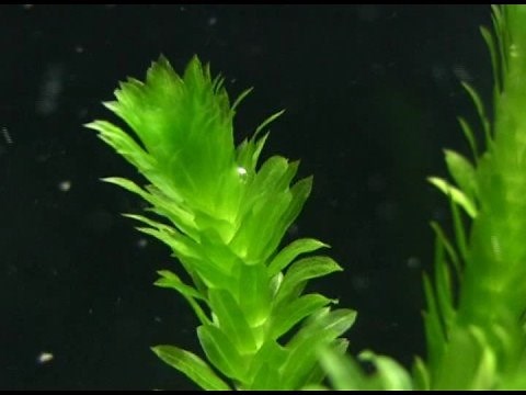 Chloroplasts in close-up