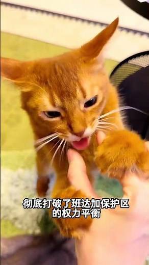 Mystery Behind the Orange Cat's Dazed Eyes - Uncover the Truth