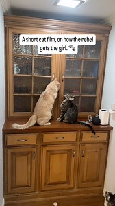 It’s always Tom. And now I have to install locks. 🤦🏻‍♂️😅 #mycrazycatlife #cats #catmischief #rebelcats #catdad | Justin Plain Jones