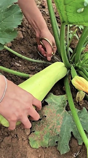 The Best Way to Harvest Zucchini Without Damage! ✂️🥒
