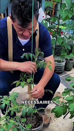 This incredible method for growing tomatoes will amaze you 😱🍅