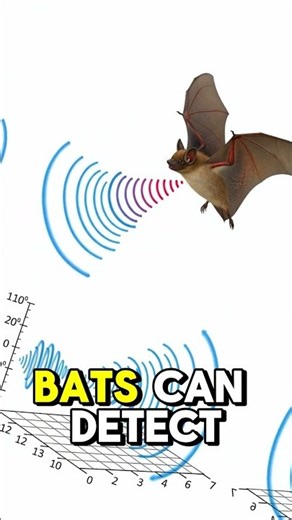 Bat Echolocation