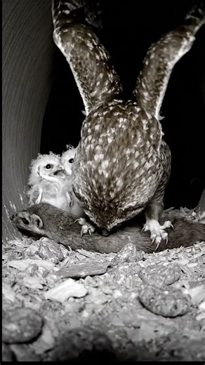Mother Owl crushes weasel attacking her nest.