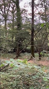 A Quiet Moment with a Deer | Wiltshire Part 5