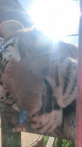 When you're snoring away, and someone catches you in the act! 😴 Big Mike is the master of deep catnaps at PrideRock. #catnap #bigcats #tiger #tigers #savetigers #savetiger #tiger #tigerrescue | PrideRock Wildlife Refuge