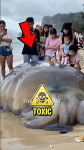 Top 3 Most Toxic Animals on Earth 😳
