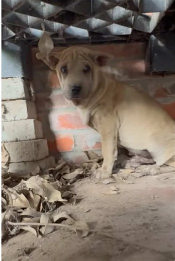 While inspecting an abandoned shed behind my house, I accidentally discovered a poor puppy wandering around. It looked so pitiful, so I approached to take a closer look and decided to adopt it. #rescue #animals #dog #puppy #typ