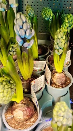 Amazing flowers🇷🇴 #nature #garden #flowers #travelshorts #travelvideo