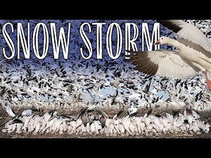 SNOW STORM: Decoying Snow Goose Hunts - FULL MOVIE