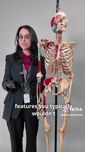 Understanding muscle connections, insertions, and ligament attachments is essential for mastering human anatomy. Medical students often study models like antique skeletons, which are painted to highlight these key features. These detailed representations help learners visualize how muscles attach to bones, where ligaments connect joints, and how all these structures work together to produce movement and stability. By examining these connections on a physical model, students can gain a clearer un