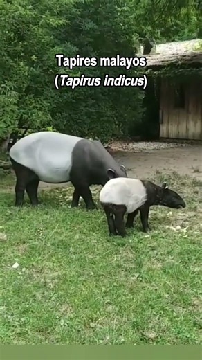 Tapir malayo (Tapirus indicus) #animals #tapir #zoo #naturaleza #wildlife #endangeredspecies