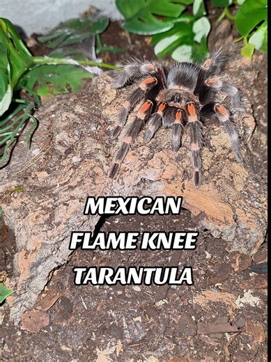 Caught a glimpse of Eudialyte chillin on top of her hide. You get a pretty good look at her back leg that grew back in her most recent molt. She's a Brachypelma Auratum, commonly known as the Mexican Flame Knee. #tarantulasoftiktok #exoticpets #petsoftiktok #pet #tarantula