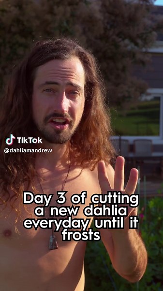 Daily Dahlia Flower Cutting for Floral Arrangements