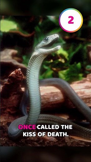 5 Most Dangerous Snakes in the World
