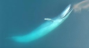 53K views · 1K reactions | A blue whale pod's hunt off the coast of Taranaki has scientists' hearts aflutter. It's easy to see why. Full story: https://www.tvnz.co.nz/one-news/new-zealand/video-beauty-blue-whales-taranaki-krill-feeding-frenzy-captured-air?auto=5402672515001 | 1News | Facebook
